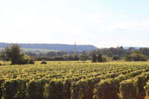 Vignes en Bourgogne